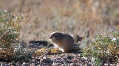Kemirgen Büyük Gerbil (Rhombomys opimus). Asya 'nın yaygın bir hayvanı. Kemirgen bitkilerle besleniyor. Yavaş çekim 2x