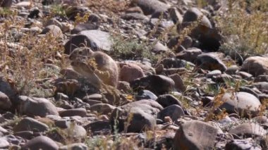 Kemirgen Büyük Gerbil (Rhombomys opimus). Hayvan bitki filizlerini toplayarak kış için yiyecek hazırlar. Yavaş çekim 2x