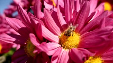 Güneşli bir günde arıya yakın çekim