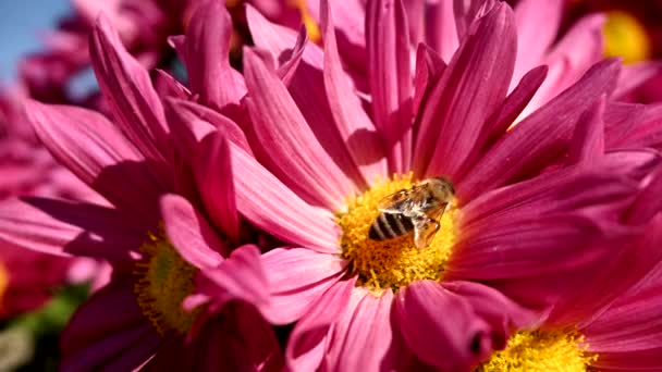 晴天蜜蜂在花朵上的特写 — 图库视频影像