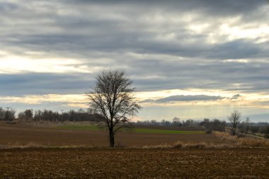 single leafless tree in the fields on a cloudy day 