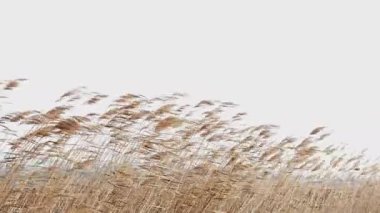 closeup of reeds on a windy day