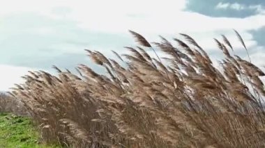 closeup of reeds on a windy day
