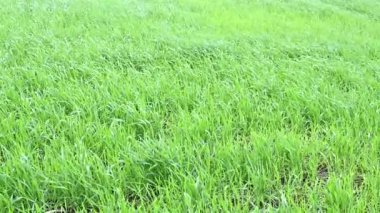 Rüzgarlı bir gün sahada yeşil buğday