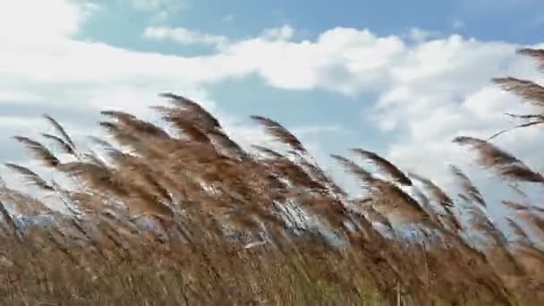 Closeup Reeds Windy Day — Video