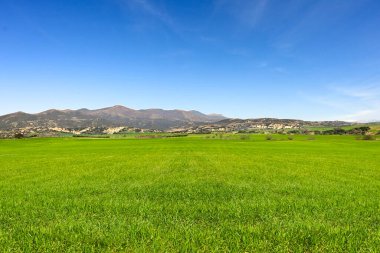 green wheat fields with mountain and blue sky
