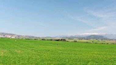 green wheat fields with mountain in the horizon