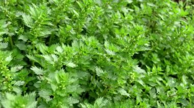 Taze ısırgan otlarına yakın çekim, doğal gün ışığı.