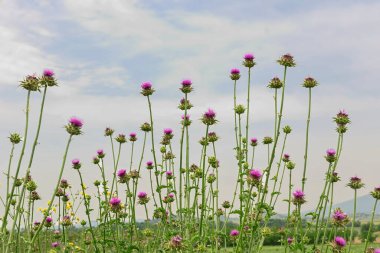 Bulutlu bir günde tarladaki devedikeni çiçeği sayısı