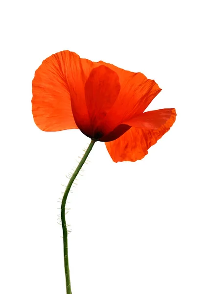 Closeup Poppy Isolated White Stock Picture