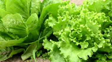 Tarlada ya da bahçede marul resmi