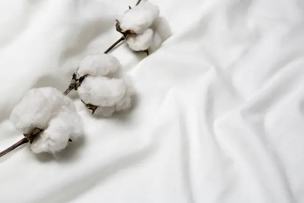 棉花植物在白色棉质衬衫上的复印空间 图库照片