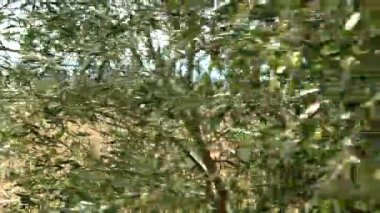 Yeşil zeytinlerle süslenmiş zeytin ağacına.