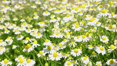 Güneşli bir günde açan papatya çiçekleri