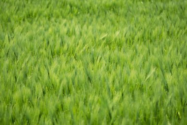 Baharda yeşil buğday tarlası