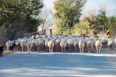 Kırsal asfalt yolda koyun sürüsü