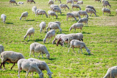 yeşil alanda koyun sürüsü