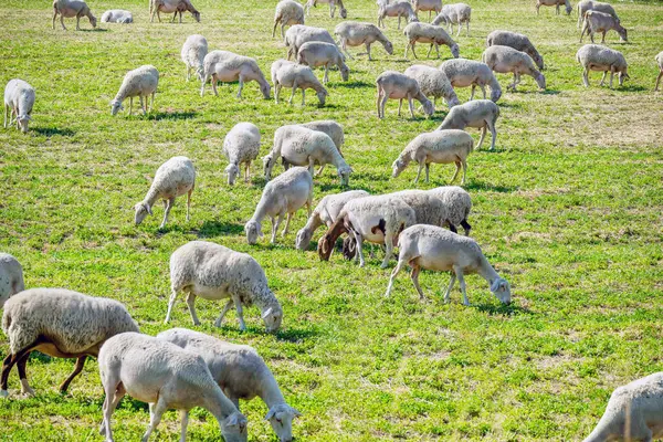 yeşil alanda koyun sürüsü