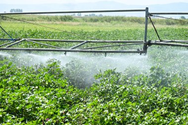Pamuk tarlasında fıskiyelerle sulama