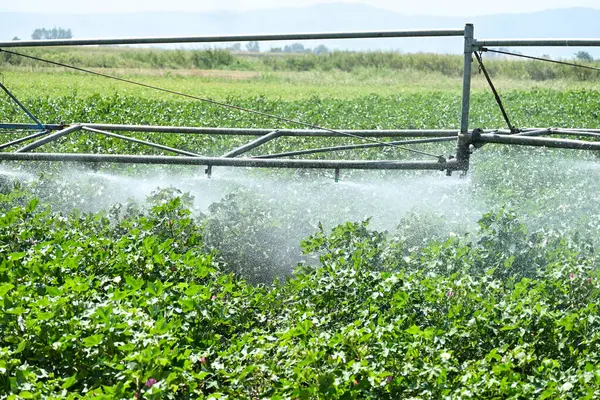Pamuk tarlasında fıskiyelerle sulama