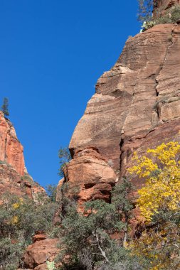Tall rock cliffs in Zion National Park with fall foliage at the base and a blue sky background.