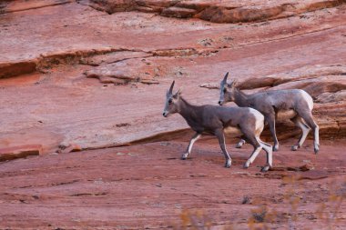 Two young bighorn sheep walk carefully across steep sandstone walls at Zion National Park, Utah.