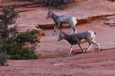 Two young bighorn sheep walk carefully across steep sandstone walls at Zion National Park, Utah.