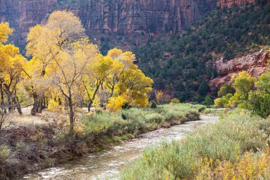 Zion Kanyonu 'ndan akan Virgin Nehri' nin yanında parlak sonbahar pamuk ağaçları ve Utah 'taki Zion Ulusal Parkı' nda aşınmış kumtaşı kayalıkları vardır..