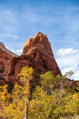 A grove of tall cottonwood trees with bright yellow leaves in fall growing in Zion Canyon below dramatic sandstone cliffs at Zion National Park, Utah.