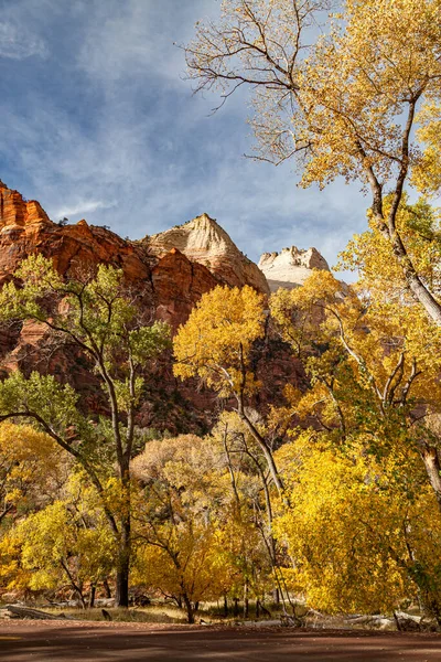 Grove Tall Cottonwood Trees Bright Yellow Leaves Fall Growing Zion — ストック写真