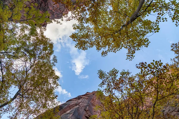 Looking straight up to the sky between fall trees and the ancient sandstone cliffs in Zion Canyon to blue sky and white clouds at Zion National Park, Utah.
