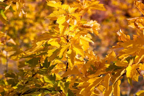 Close Tree Bright Yellow Leaves Glowing Sunshine Fall Zion National Rechtenvrije Stockafbeeldingen