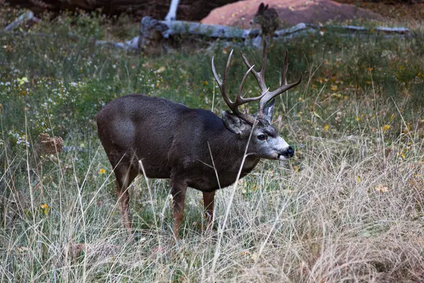 Large Male Mule Deer Buck Tall Grass Looking Female Doe Stockfoto