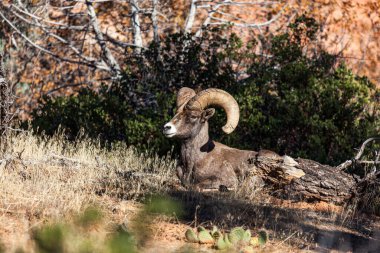 Çölde bir kütüğün yanında yatan koca boynuzlu bir koyun Zion Ulusal Parkı, Utah 'ta öğleden sonra güneşinin tadını çıkarıyor..