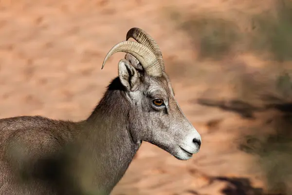 Profil Rapproché Jeune Mouflon Amérique Sous Soleil Après Midi Parc Images De Stock Libres De Droits