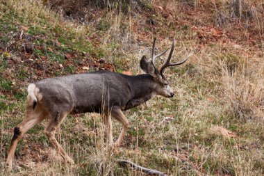 Utah 'taki Zion Ulusal Parkı' nın yanındaki küçük bir yamaçta boynuzlu büyük bir erkek geyik yürüyor..
