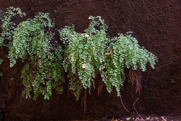 Uma Planta Verde Vibrante Semelhante Samambaia Que Cresce Fora Uma Fotos De Bancos De Imagens Sem Royalties