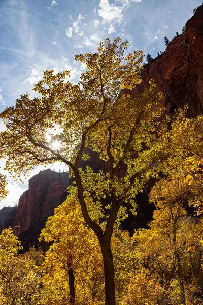 Деревья Жёлтыми Листьями Осенью Освещаются Дневным Солнцем Возле Крутых Стен Лицензионные Стоковые Фото