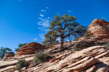 Utah, Zion Ulusal Parkı 'nın Kolob Terası' ndaki katmanlı antik kumtaşı oluşumlarından belirlenmiş bir çam ağacı büyür..