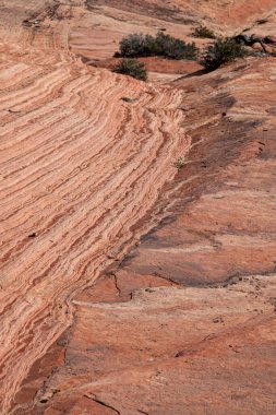 Utah, Zion Ulusal Parkı 'ndaki Kolob Terası' nın manzarasını süsleyen antik tortu kayaları zaman ve hava tarafından aşınarak eşsiz heykeller haline getirildi..