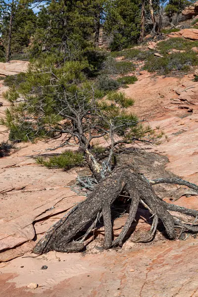 Determined Pine Tree Fell Still Growing Layers Ancient Sandstone Kolob Stock Image