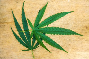 Uçakta kenevir yaprağı.