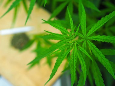 Kenevir yaprakları doğada, Yeşil kenevir yaprağı arka planı.