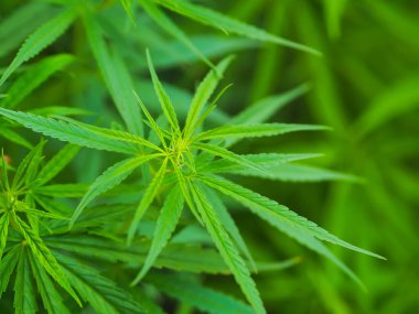 Kenevir yaprakları doğada, Yeşil kenevir yaprağı arka planı.