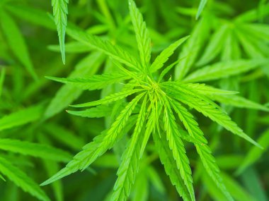 Kenevir yaprakları doğada, Yeşil kenevir yaprağı arka planı.