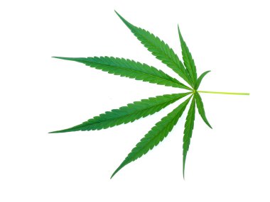 Beyaz arkaplanda izole edilmiş kenevir yaprağı.