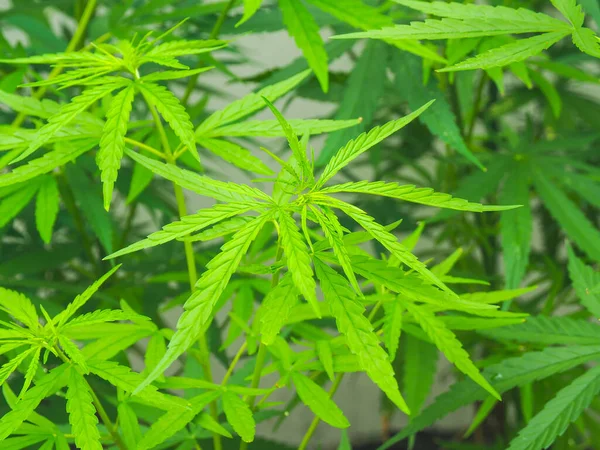 Hojas Cannabis Naturaleza Fondo Hoja Cannabis Verde —  Fotos de Stock