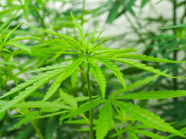 Folhas Cannabis Natureza Fundo Folha Cannabis Verde — Fotografia de Stock