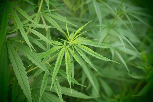 Feuilles Cannabis Dans Nature Vert Feuille Cannabis Fond — Photo
