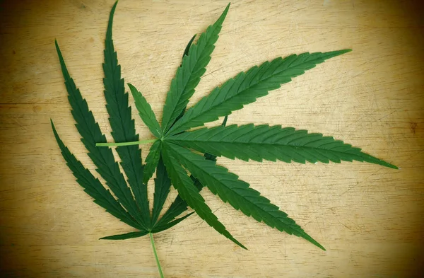 Foglia Cannabis Bordo — Foto Stock